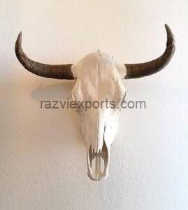 Real Buffalo  Bison Skull with Horns supplier in india