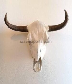 Real Buffalo Bison Skull with Horns – Razvi Exports