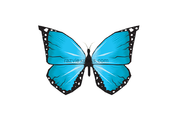 butterfly 1 1