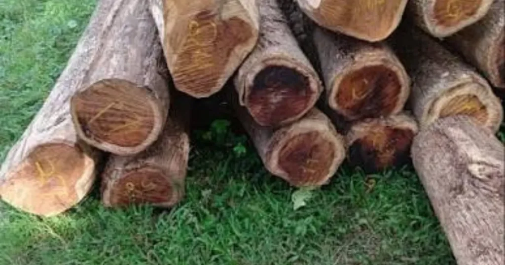 Acacia wood known for durable cutting boards and wooden handicrafts
