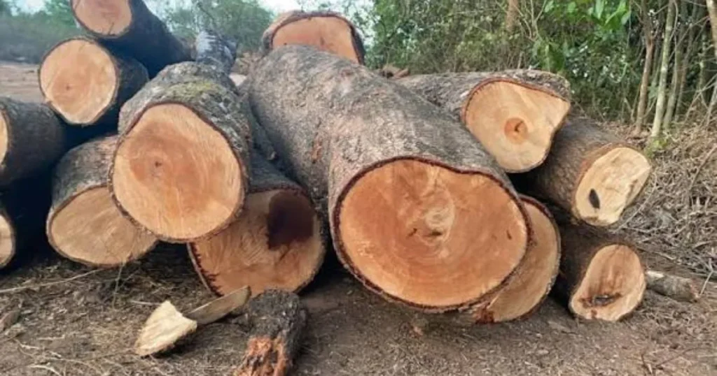 Mango wood used for handmade Indian handicrafts and kitchenware