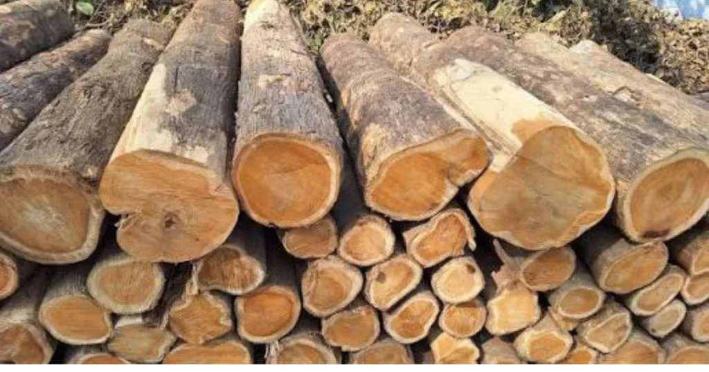 Natural teak wood used for premium furniture and handcrafted products